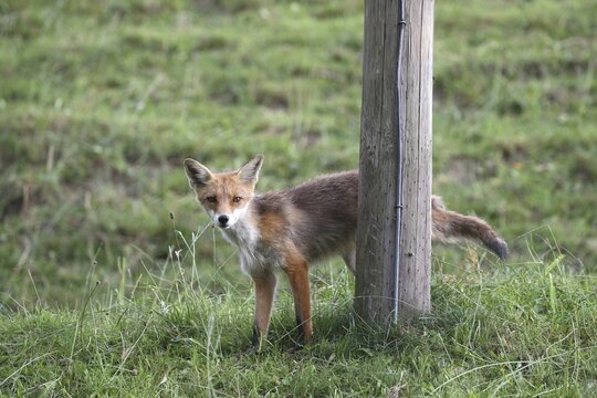Red fox (Vulpes vulpes) peeing and marking on wooden poles, Allg&auml;u, Bavaria, Germany