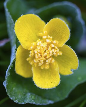 Marsh marigold (Caltha palustris) in wet meadow, D&uuml;pmmer See, Ochsenmoor, Lembruch, Lower Saxony, Germany