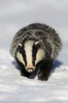 European badger (Meles meles), adult, in winter, in snow, foraging, running, Bohemian Forest, Czech Republic