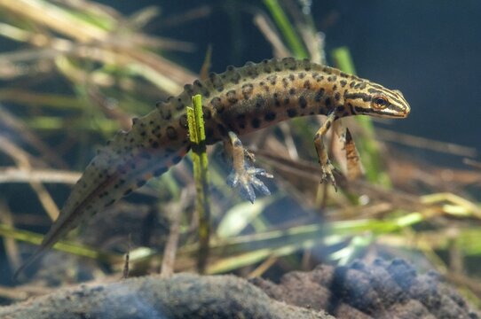 Lissotriton vulgaris meridionalis, Lissotriton vulgaris schreiberi, Schreiber's pond newt, smooth newt, pond newt spec., amphibians, caudata, amphibians, amphibians, amphibians, amphibians, amphibians, amphibians, amphibians, amphibians, amphibians, caudata, amphibians, amphibians, amphibians, amphibians, amphibians, amphibians, amphibians, amphibians, amphibians, amphibians, amphibians, amphibians, amphibians, amphibians, amphibians, amphibians, amphibians, amphibians, amphibians, amphibians, amphibians