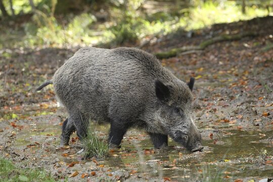 Wild boar (Sus scrofa) Boar in wallow, Allg&auml;u, Bavaria, Germany