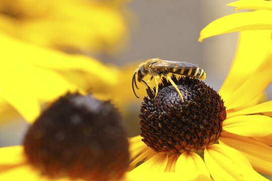European european beewolf (Philanthus triangulum), on the flower of a yellow coneflower (Echinacea paradoxa), North Rhine-Westphalia, Germany