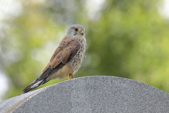Common kestrel (Falco tinnunculus), sitting on a monument, Vienna, Austria