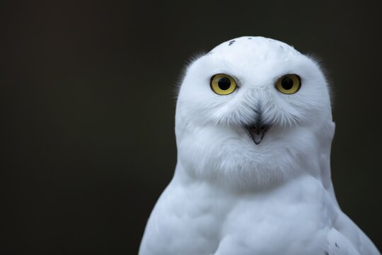 Snowy owl (Bubo scandiacus) adult bird calling with its beak open, England, United Kingdom, Captive