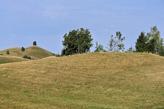 Linden trees (Tilia) growing in parched, dried-up meadows in the drumlin landscape, the hot summer of 2026, Hirzel, Canton of Zurich, Switzerland