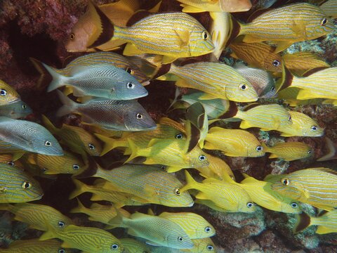 A lively school of yellow fish, bluestriped grunts (Haemulon sciurus), swim in tropical waters. Dive site John Pennekamp Coral Reef State Park, Key Largo, Florida Keys, Florida, USA