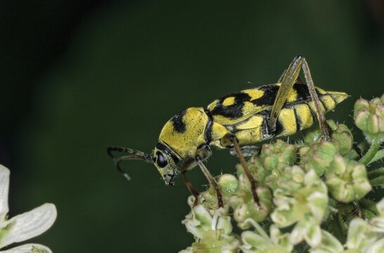 Chlorophorus varius, variable ram ram, beetle, longhorn beetle, coleoptera, grape wood borer, insects, beetles
