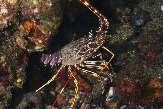 European crawfish (Palinurus elephas) with complex pattern and long antennae nestled in a rocky reef in the Mediterranean near Hy&egrave;res, Giens peninsula diving site, Porquerolles, Provence, C&ocirc;te d'Azur, France