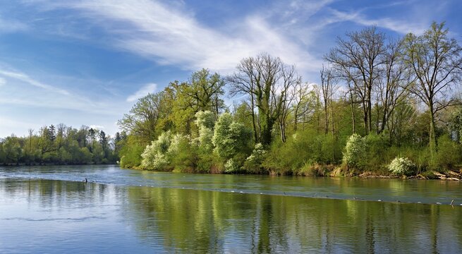 A flowering European Bird Cherry (Prunus padus) on the banks of the River Reuss, Merenschwand, Freiamt, Canton of Aargau, Switzerland
