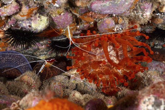 Underwater photograph of a club anemone (Telmatactis cricoides) and an Atlantic white-banded cleaner shrimp (Lysmata grabhami) on a reef, surrounded by colourful sea sponges and other marine life, at the Pasito Blanco Reef dive site, Arguinegu&iacute;n, Gran Canaria, Spain, Atlantic Ocean