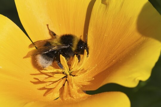 Buff tailed bumble bee (Bombus terrestris) adult insect feeding on a garden Californian poppy flower in the summer, Suffolk, England, United Kingdom