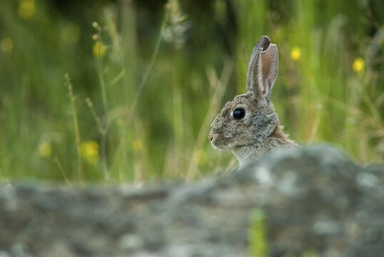 European rabbit, hare-like, rabbit, oryctolagus cuniculus, wild rabbit, Extremadura, mammals, rabbit, Spain, mammals