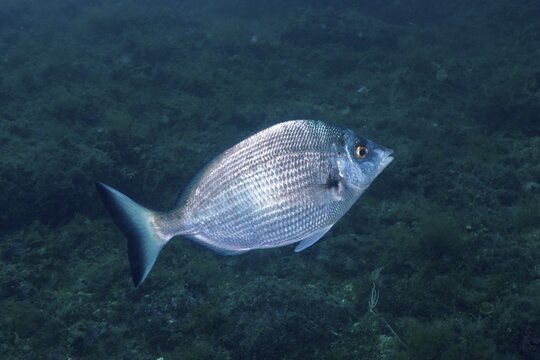 A lone fish, sharpshout seabream (Diplodus puntazzo), swims through the blue waters of the ocean. Dive site Marine reserve Cap de Creus, Rosas, Costa Brava, Spain, Mediterranean Sea