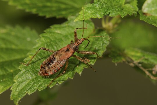 Sickle bug (Nabis mirmicoides) on a stinging nettle leaf, Baden-W&uuml;rttemberg, Germany