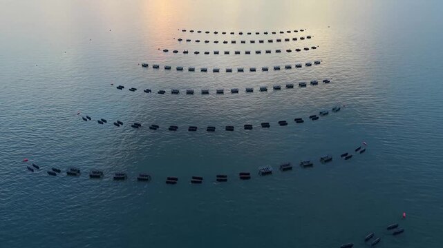 Aquaculture oyster farm with floating cages organized in rows on calm water as the sun sets over Casco Bay near Freeport, Maine.