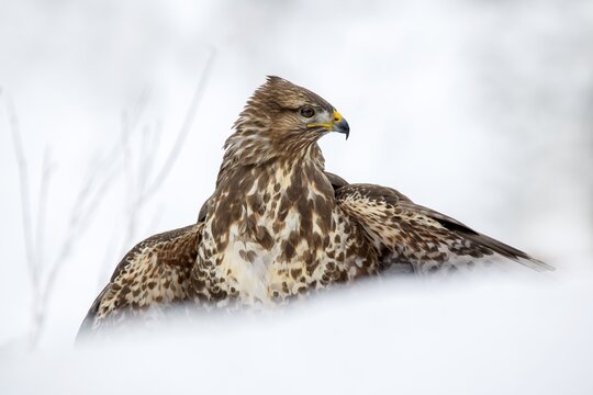 Steppe buzzard (Buteo buteo), sitting on the ground in the snow and mantling, Terfens, Tyrol, Austria