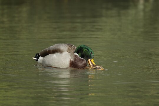 Mallard duck (Anas platyrhynchos) adult male and female birds mating on a lake, Sussex, England, United Kingdom