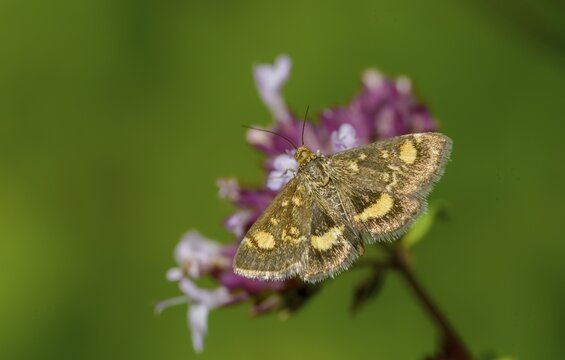 Crambidae, golden moth, mint moth, purple moth, pyrausta aurata, proboscis, small purple and gold, insects, moths, moths, moths, butterflies