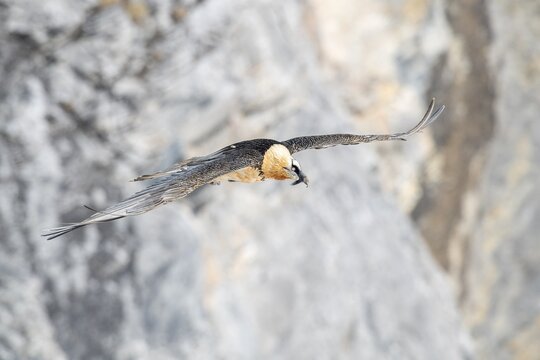 Bearded vulture (Gypaetus barbatus), in flight in front of rock face, Valais, Switzerland