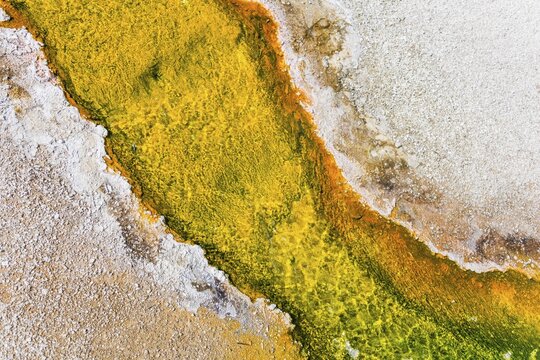 Yellow bacteria and algae in a hot spring at Black Sand Basin and Biscuit Basin, Yellowstone National Park, Wyoming, USA