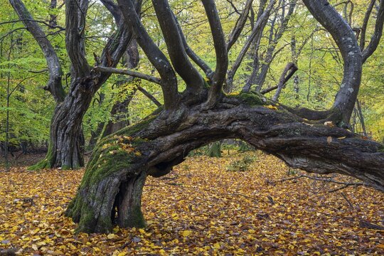 Old, gnarled trees in the Urwald Baumweg nature reserve in autumn, Hudewald, Emstek, Lower Saxony, Germany