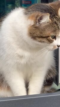  A cat is washing itself in a kiosk.