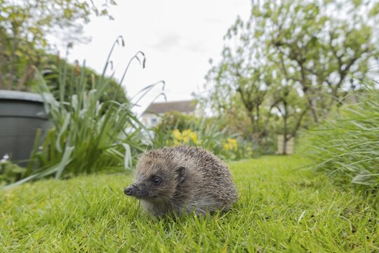 European hedgehog (Erinaceus europaeus) adult animal on an urban garden grass lawn with a house in the background in springtime, England, United Kingdom