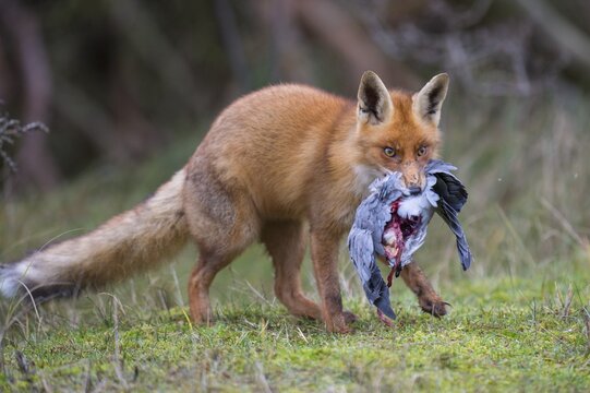 Red fox ( Vulpes vulpes) with captured wood pigeon in mouth, Netherlands