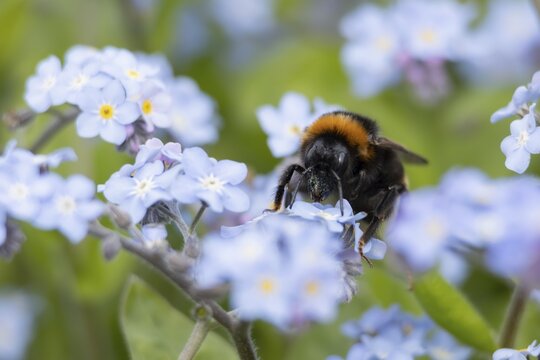 Buff tailed bumble bee (Bombus terrestris) adult feeding on Forget-me-not flowers, England, United Kingdom