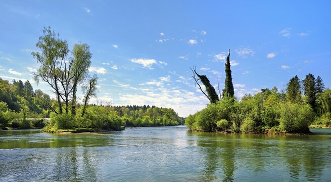 Small island in the Reuss river, beech trees sprouting leaves in spring, Niederwil, Gnadental, Bremgarten district, Canton of Aargau, Switzerland