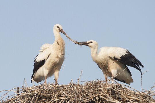 Two young White Storks (Ciconia ciconia) fighting over a feather in a nest, North Hesse, Hesse, Germany