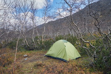 A green tent in a birch forest without leaves © ILIA