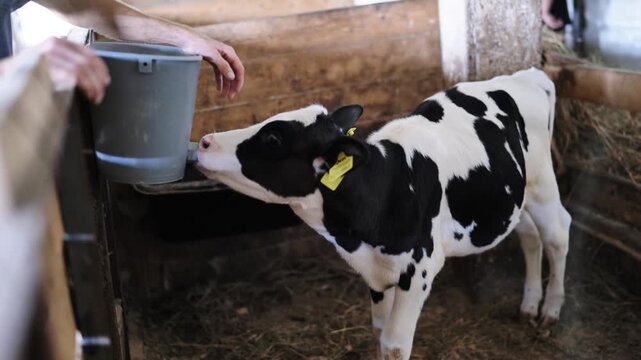 Farmer feeding calf milk from a bucket in a wooden pen on a dairy farm