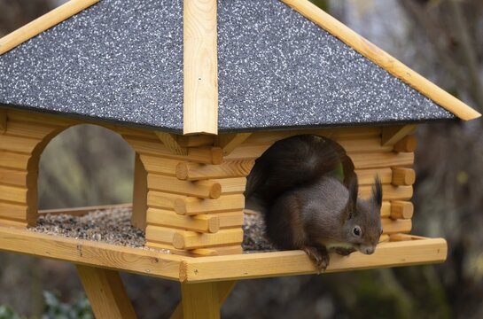 Eurasian red squirrel (Sciurus vulgaris), Stuttgart, Baden-W&uuml;rttemberg, Germany