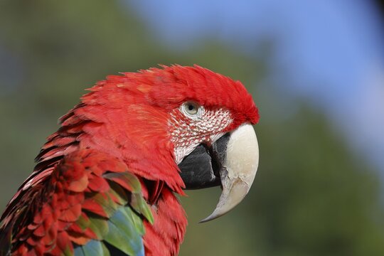 Red-and-green macaw (Ara chloroptera), animal portrait, captive, lateral view, Hesse, Germany