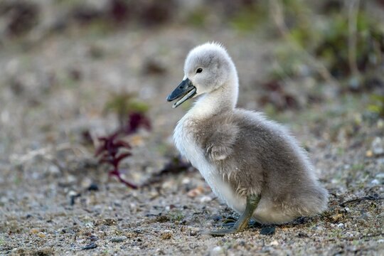 Mute swan (cygnus olor), chicks on the bank, Germany