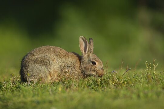 Rabbit (Oryctolagus cuniculus) adult animal feeding in a grassland field, Suffolk, England, United Kingdom