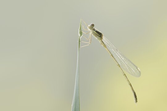 Willow emerald damselfly (Chalcolestes viridis) freshly hatched male, North Rhine-Westphalia, Germany