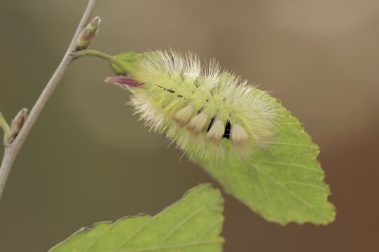 Pale tussock (Calliteara pudibunda), caterpillar of the yellow colour variant, North Rhine-Westphalia, Germany