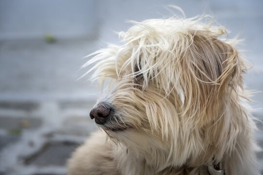 Shaggy dog with fur in front of face, Paros, Cyclades, Aegean Sea, Greece