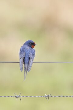 Barn swallow (Hirundo rustica) sitting on a pasture fence, wildlife, animals, birds, swallows, migratory bird, ox bog, D&uuml;mmer See nature park Park, H&uuml;de, Lower Saxony, Germany