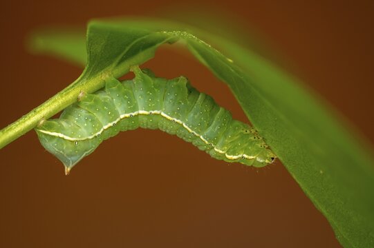 Amphipyra berbera, Amphipyra svenssoni, owl moth, noctuidae, pyramidal owl, Svensson's copper underwing, Svensson's pyramidal owl, butterfly, inchworm, insects, moths, moth, caterpillar, butterfly