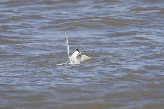 Sandwich tern (Thalasseus sandvicensis) and Common tern (Sterna hirundo) adult birds fighting over food in the sea, England, United Kingdom
