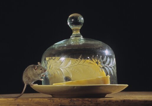 House mouse, mus musculus, rodents, rodentia, mammals, mouse, muroids, mice, rodents, mammals