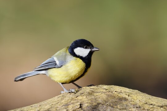 Great Tit (Parus major), North Rhine-Westphalia, Germany