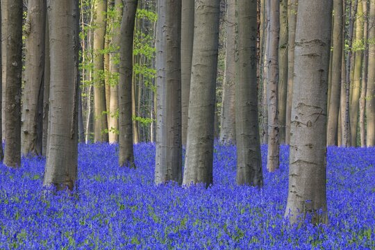 Blue flowering bluebells (Hyacinthoides non-scripta) in the copper beech (Fagus sylvatica) forest, Hallerbos, near Halle, province of Flemish Brabant, Belgium