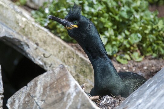 Common Shag, European Shag, Gulosus Aristotelis, Crow Shard, Norway, Phalacrocorax Aristotelis, Varanger, Birds, Breed, Brut, Nest, Pelecaniformes, Ropedes, Birds, Waterbirds