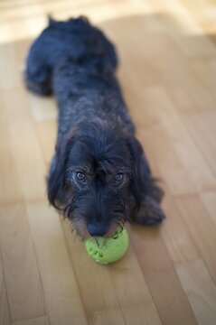 Rough-haired dachshund, male, 1 year, asks to play with ball, Stuttgart, Baden-W&uuml;rttemberg, Germany