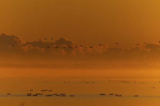 Water reflections and flying birds during an intense sunset, Crane (Grus grus) wildlife, Western Pomerania Lagoon National Park, Zingst, Mecklenburg-Western Pomerania, Germany