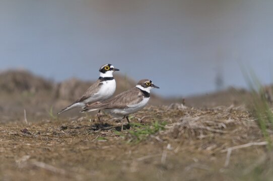 Charadrius Dubius, plover, little ringed plover, courtship, courtship, birds, charadriiformes, courtship display, limikolen, plower, plover, birds, waders, waders